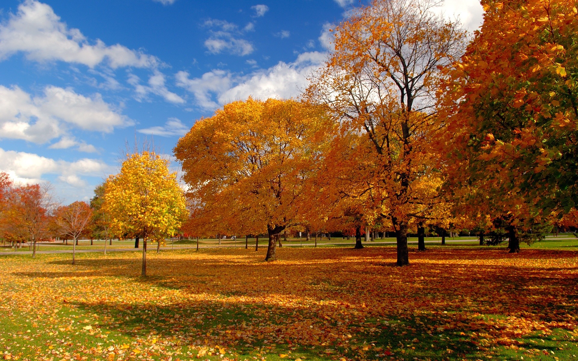 otoño otoño árbol hoja parque temporada paisaje arce naturaleza escénico madera brillante amanecer campo buen tiempo rural rama paisaje escena sol al aire libre