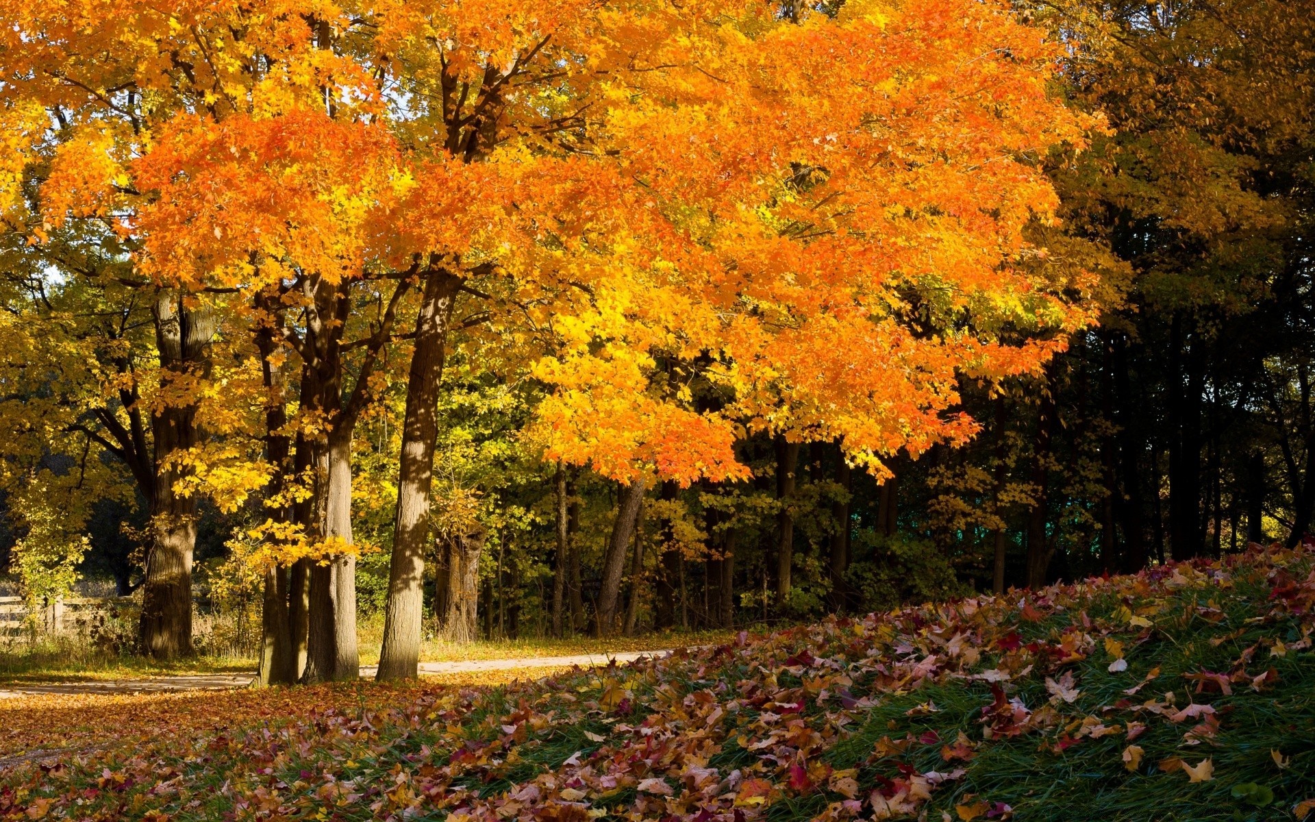 automne automne feuille érable arbre paysage saison parc scénique nature or bois à l extérieur changement luxuriante environnement couleur branche