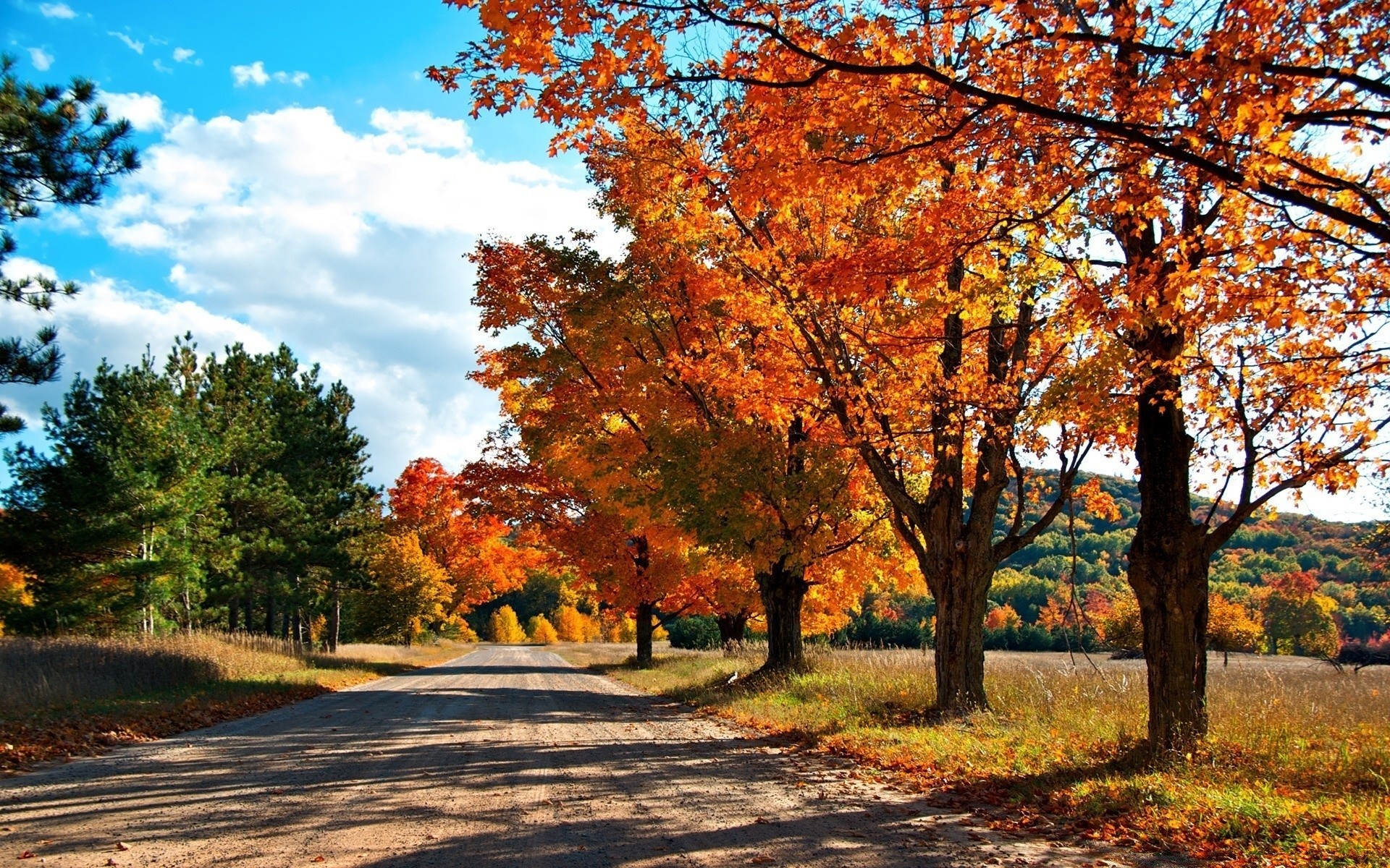 automne automne arbre feuille paysage saison parc nature érable scénique bois scène rural paysage beau temps lumineux à l extérieur campagne