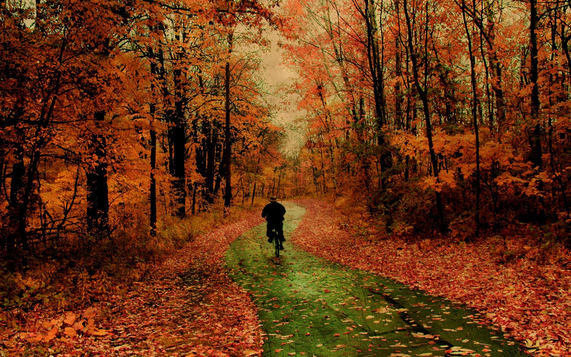 autunno autunno albero foglia di legno paesaggio parco all aperto scenic strada natura stagione maple guida