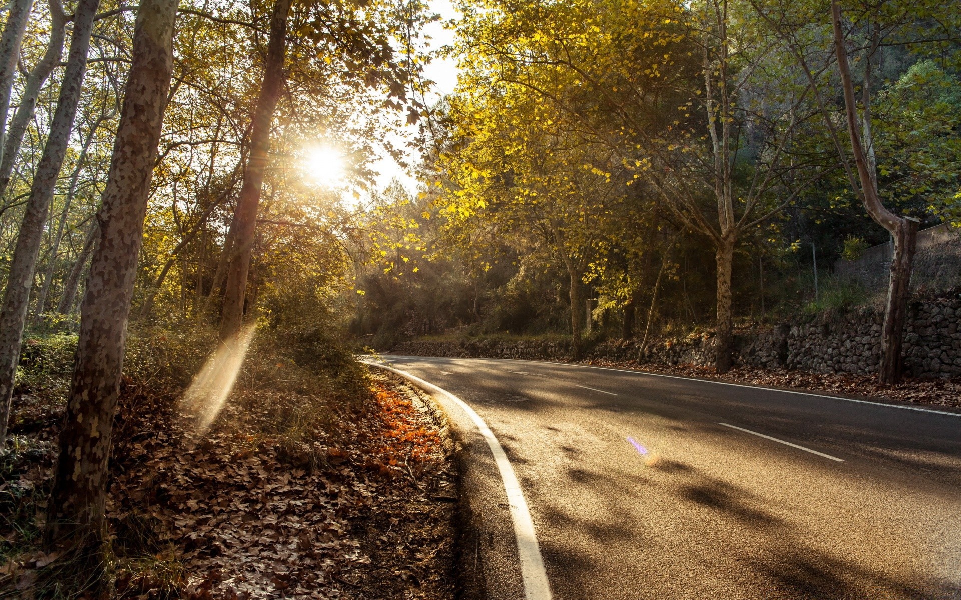 herbst straße holz holz handbuch herbst natur landschaft gasse blatt park autobahn im freien dämmerung jahreszeit landschaft licht