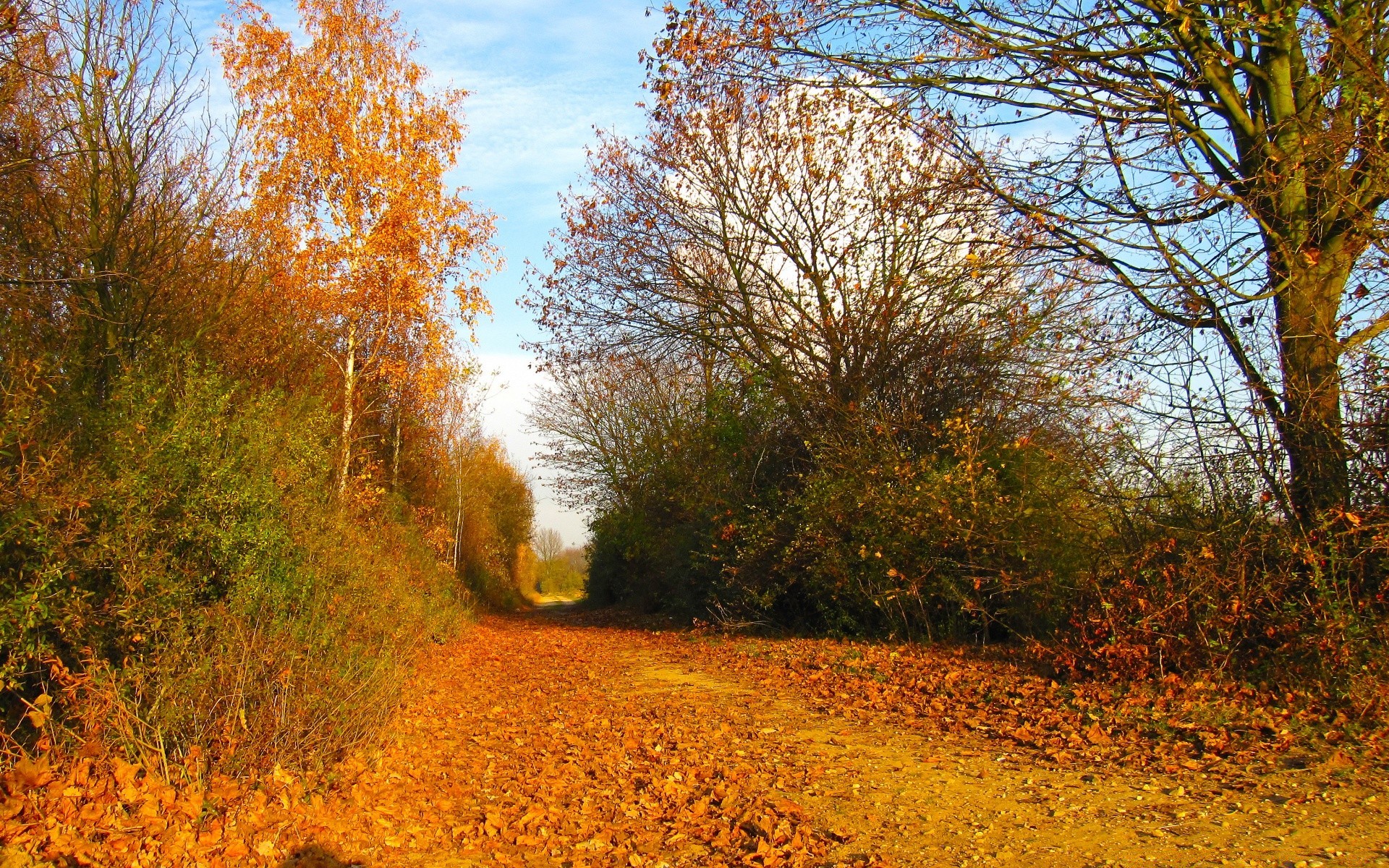 otoño otoño árbol paisaje hoja madera naturaleza al aire libre parque temporada carretera buen tiempo medio ambiente escénico amanecer campo guía