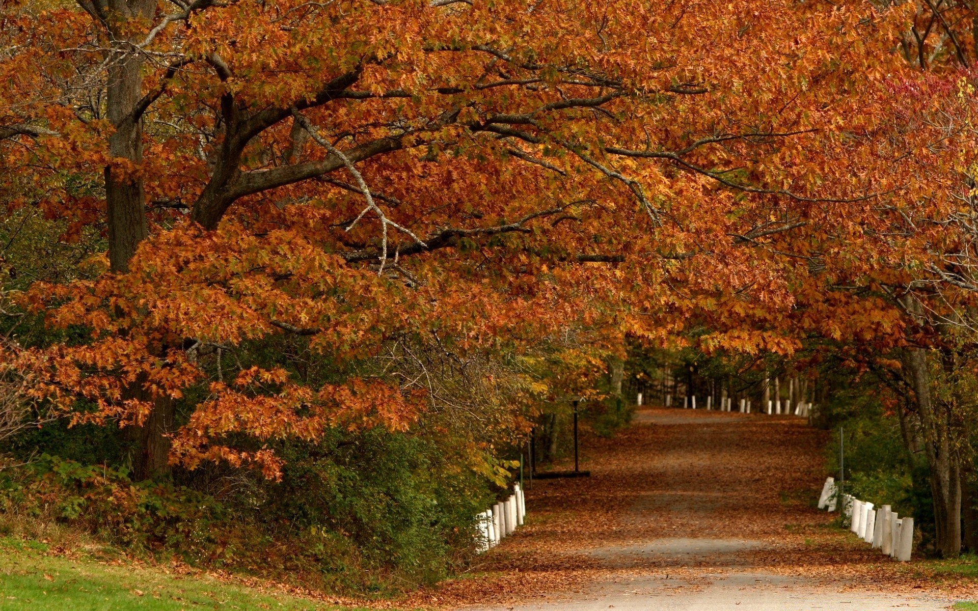 automne automne arbre feuille érable parc paysage bois saison nature scénique à l extérieur branche guide environnement route lumière du jour paysages