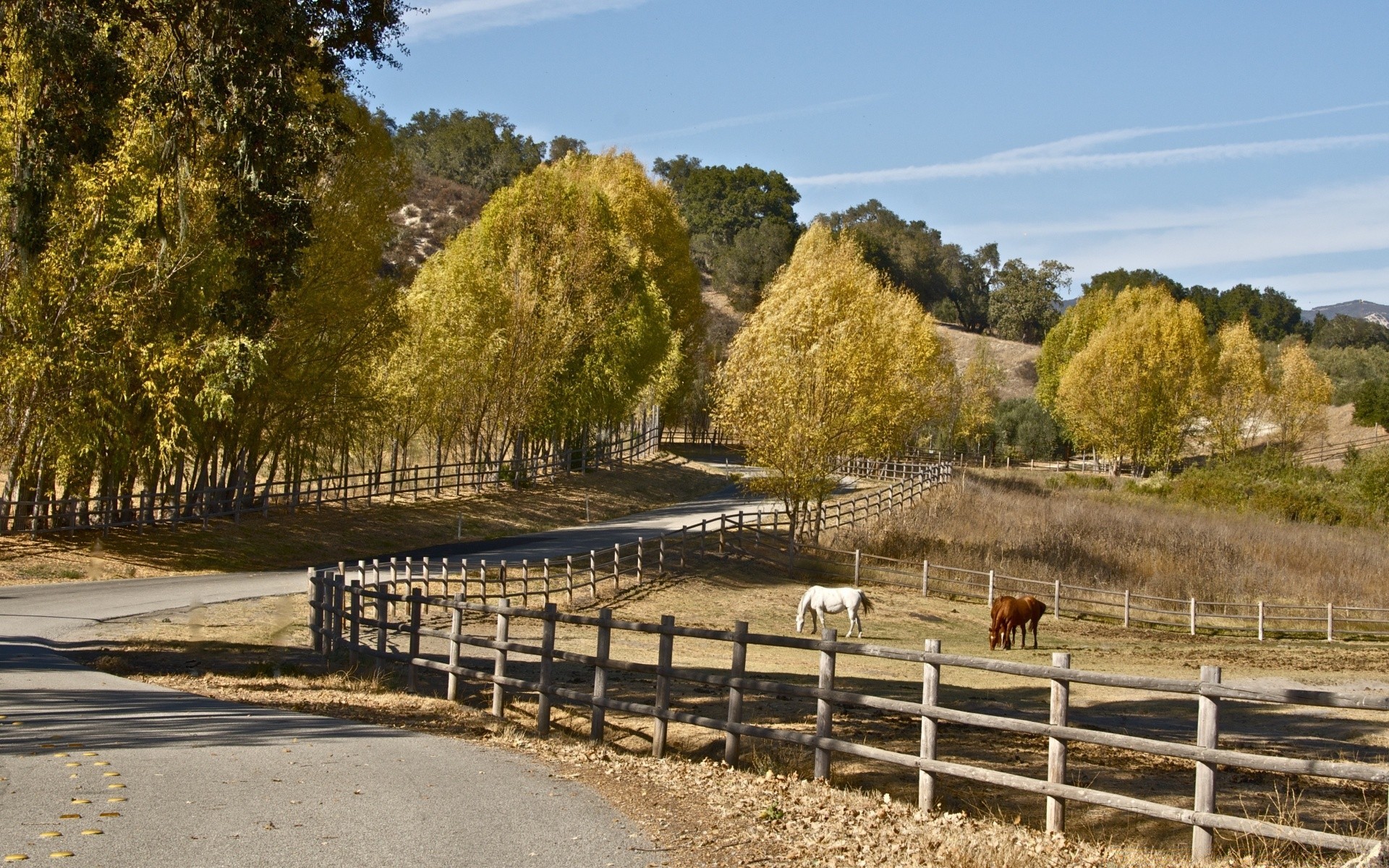 autunno natura albero recinzione paesaggio erba all aperto cielo rurale legno fattoria viaggi estate campagna agricoltura autunno paese flora scenic acqua