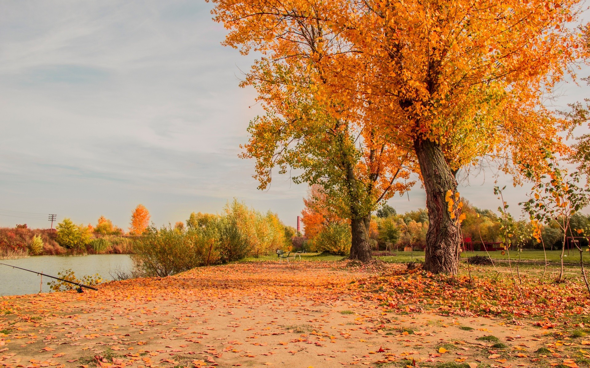 autumn fall tree leaf nature landscape season park outdoors rural wood countryside fair weather scenic bright maple environment dawn gold