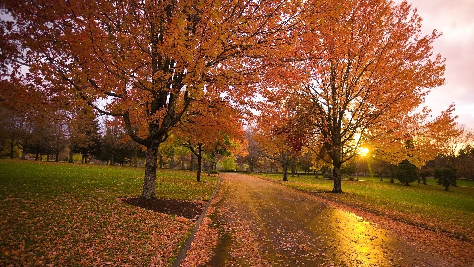 otoño otoño árbol hoja parque paisaje arce temporada escénico carretera naturaleza madera guía callejón al aire libre rama paisaje campo buen tiempo callejón