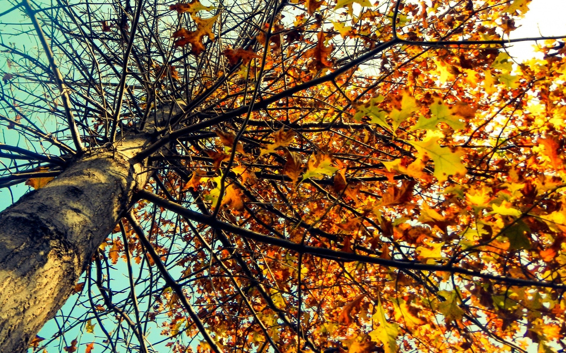 sonbahar sonbahar ağaç yaprak sezon şube doğa ahşap akçaağaç manzara açık havada parlak altın park güzel hava flora renk masaüstü çevre güneş