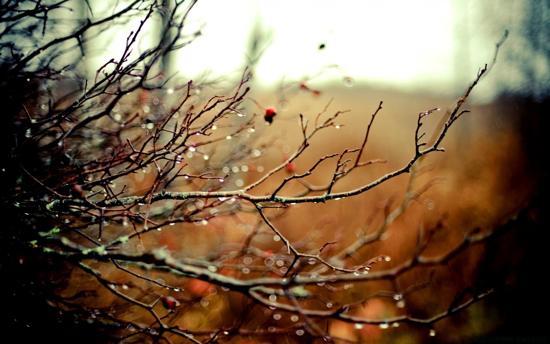 herbst winter natur herbst baum dämmerung unschärfe im freien holz licht desktop regen kälte blatt tau schnee abstrakt zweig farbe