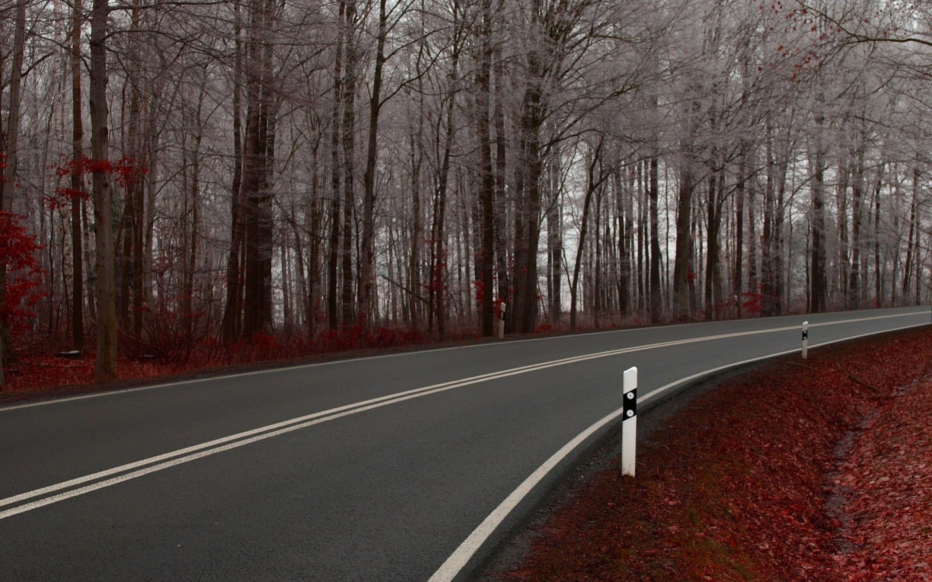 otoño carretera árbol guía paisaje madera otoño invierno