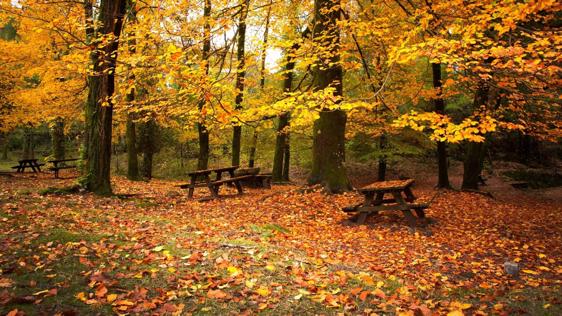 autumn fall leaf maple wood tree season park nature landscape scenic gold outdoors lush guidance beech scenery