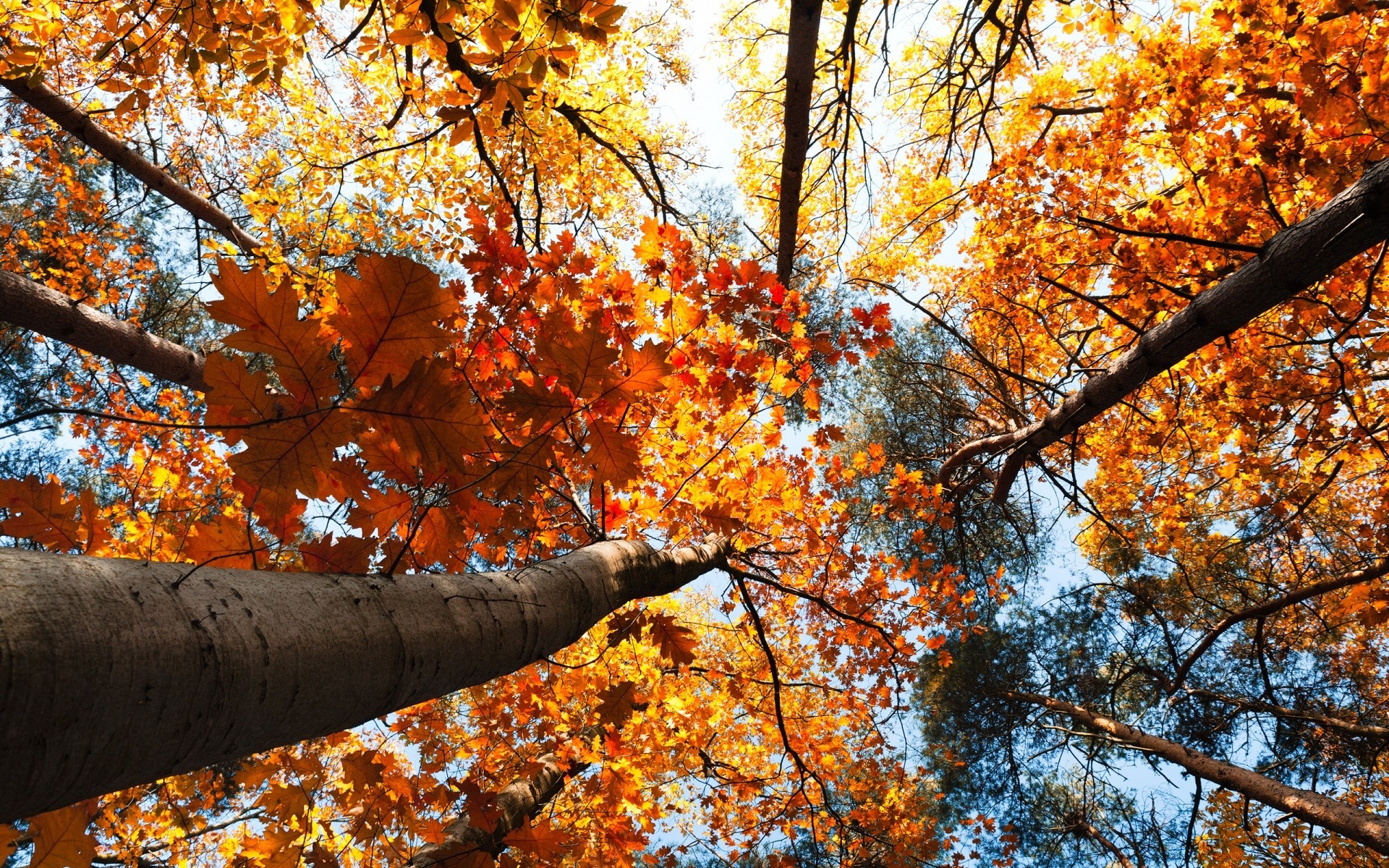 automne automne arbre feuille saison érable branche bois parc paysage nature or couleur lumineux paysage beau temps scène extérieur environnement tronc