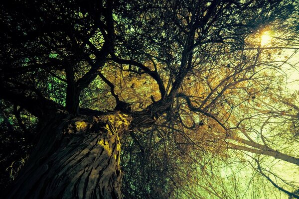 Herbstliche Landschaft. Herbst. Der Baum