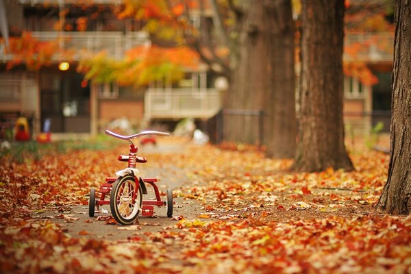 Tricycle parmi les feuilles d automne