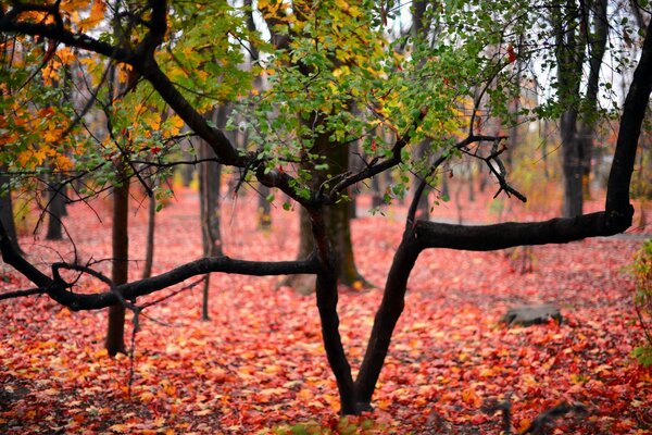 Red leaves on the ground. Green on trees