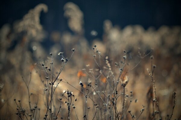 Dried meadow flowers in a spider web