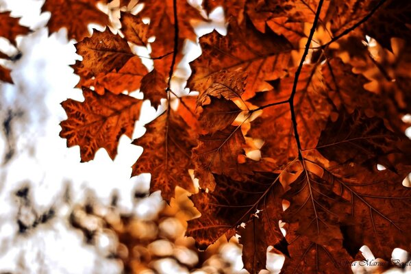 Die Sonne durch die hellen Herbstblätter