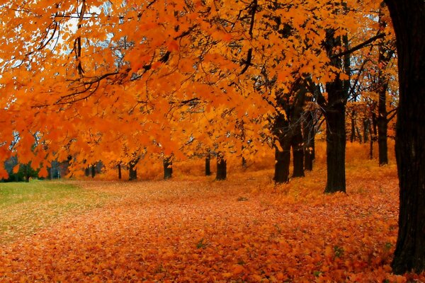 Пейзаж осеннего дерева с листьями