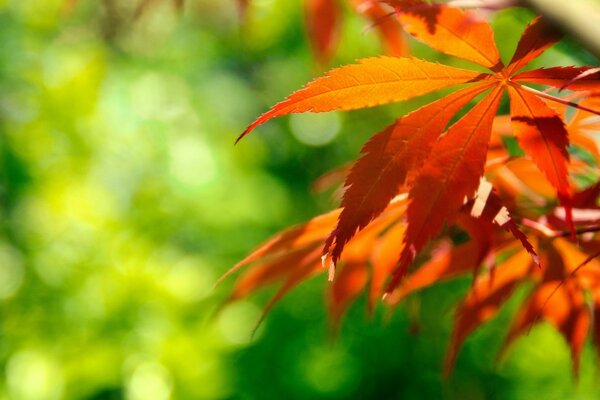 Helle Herbstlaub auf verschwommenem grünem Hintergrund