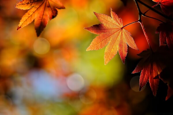 Belles feuilles colorées sur fond