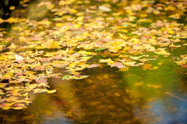 Hojas amarillas de otoño en el río