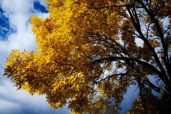 Feuilles jaunes d arbres sur fond de ciel