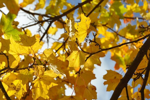 Herbstlaub des Ahornbaums