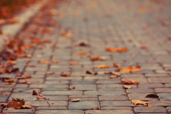 Automne dans la ville. Bruschatka dans les feuilles