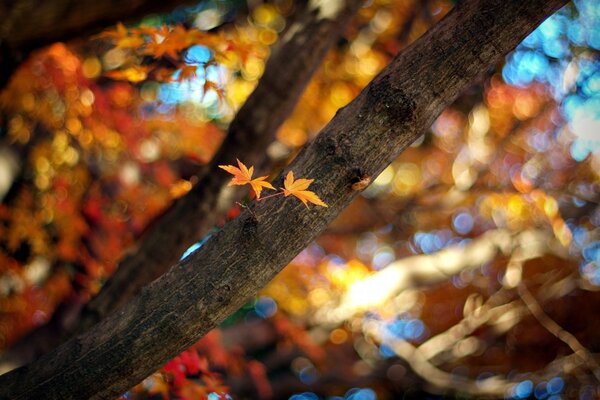 Herbstlaub. Blatt. Der Baum