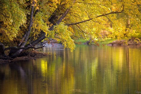 The tree bent lower and lower over the water every year