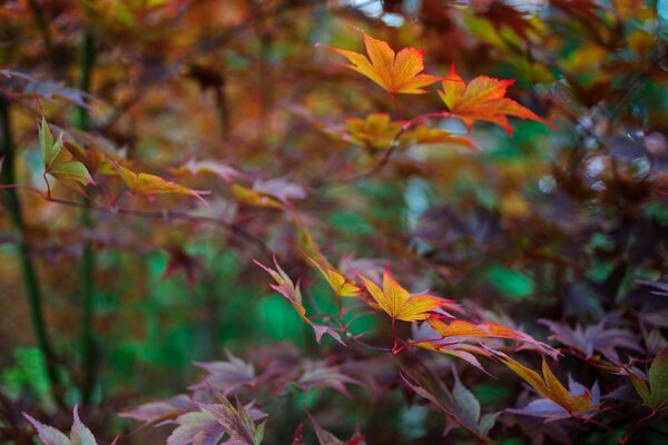 And quietly the wind stirs the leaves