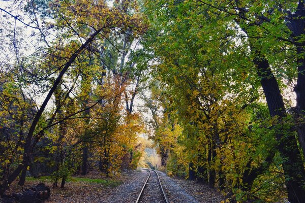 Sonbahar ormanının ortasında yol yolları