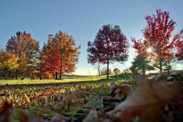 Reddish trees on a sunny day