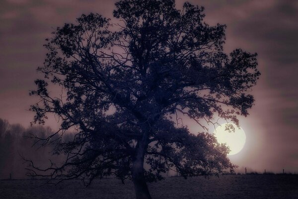 Grande albero al tramonto