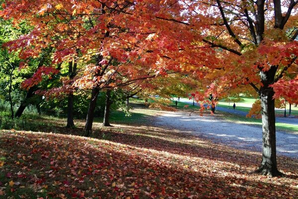 Colorful maple trees in the park