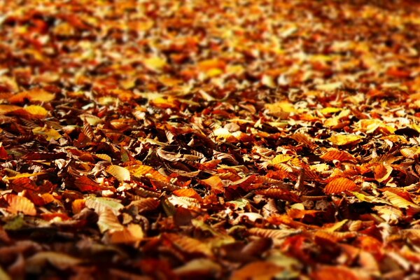 Tapis orange de feuilles d automne. Automne. Chute des feuilles