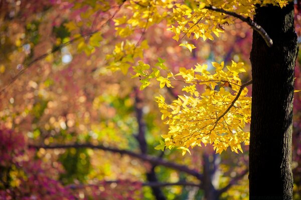 Foglie d autunno su un albero con tempo soleggiato