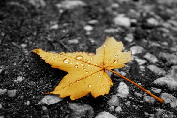 Naturaleza al aire libre en otoño