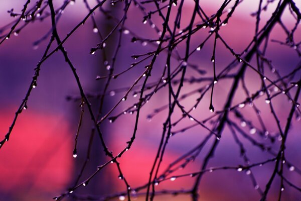 Water droplets on branches without leaves