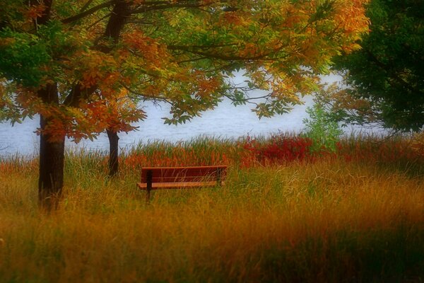 Autumn landscape. Tree. Nature