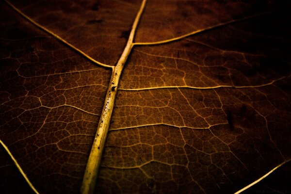 The texture of the dark veins of the sheet, all this for the desktop