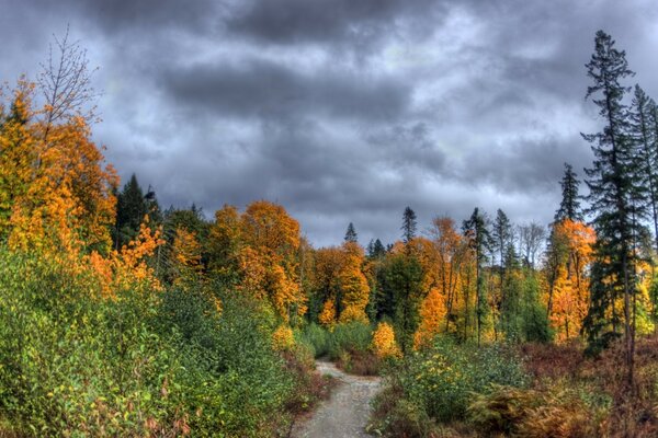 der goldene Herbst. Die Blätter sind gelb