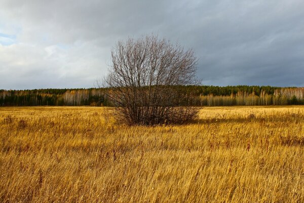 Autumn bare bush in the middle of the field