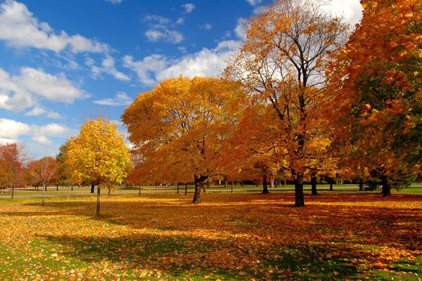 Día soleado en el parque de otoño