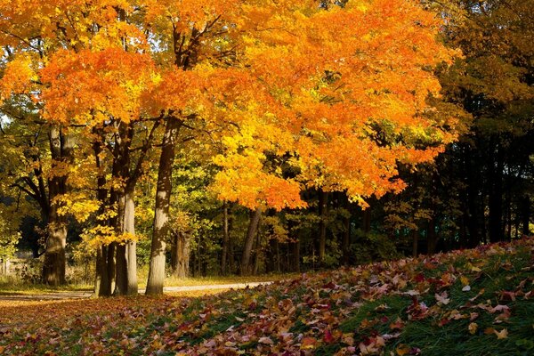 Осенний клён. Оранжевая крона клёна осенью