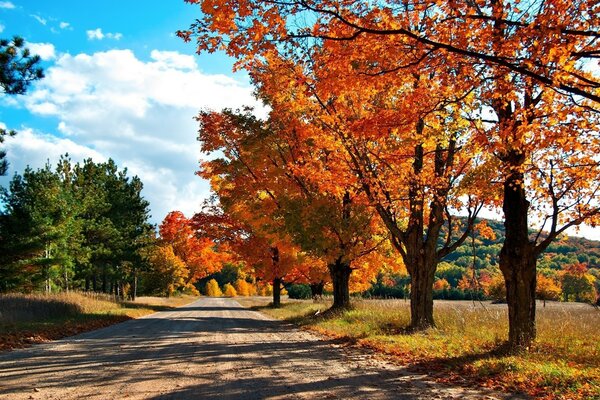 Herbstwald. Lange Straße