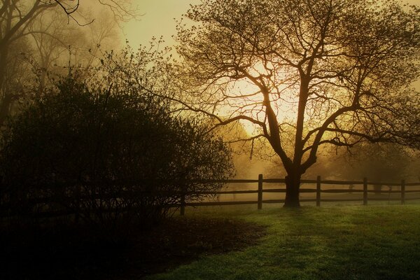 Autumn gloomy landscape and yellow light