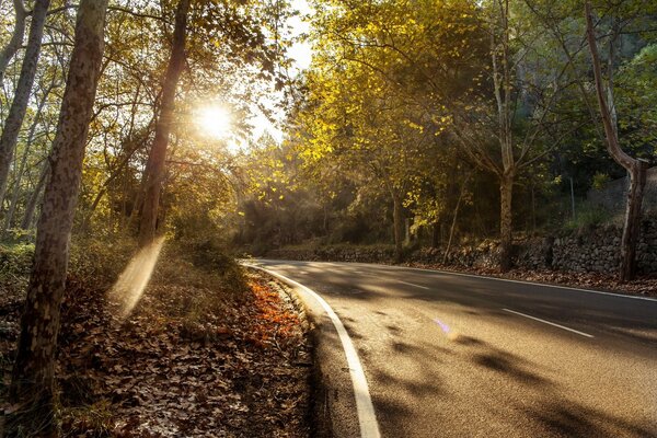 Die Sonne scheint auf die Straße, die durch den Wald führt