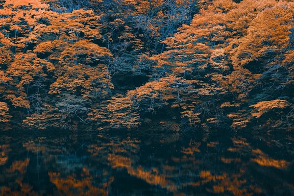 Landscape in red autumn colors