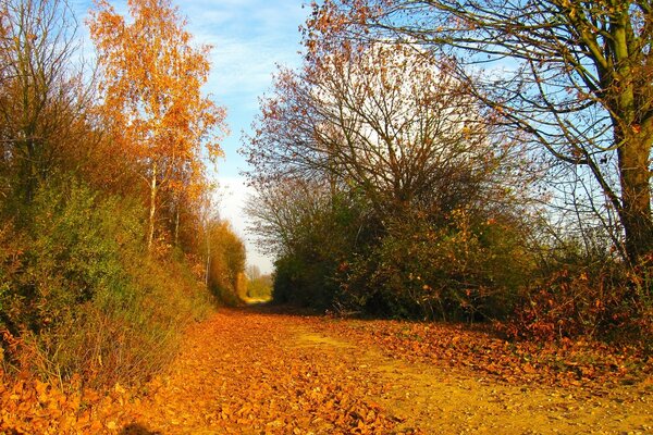 Autumn road with orange leaves