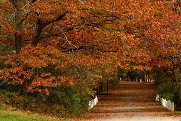 El camino en el parque y el bosque de otoño